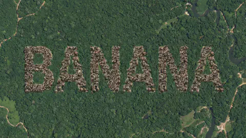 Satellite Photo Captures 'B-A-N-A-N-A': Monkey Army Demands Royalties Paid in Bananas