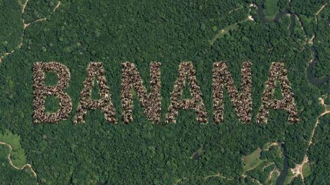衛星写真に「B-A-N-A-N-A」、サル軍団が使用料を“現物支給”で要求